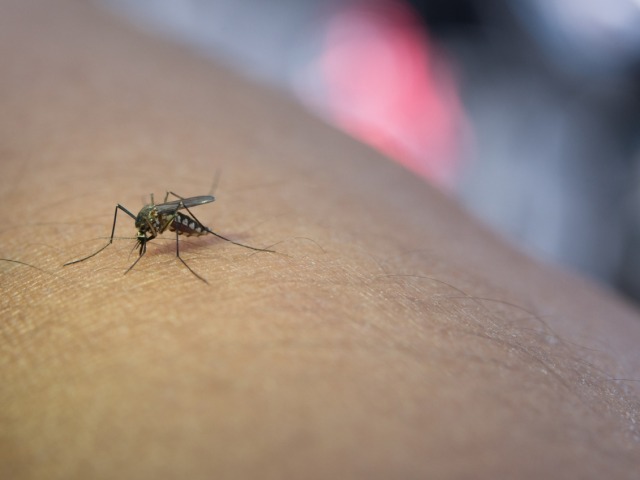 Dengue: nutrición para fortalecer las defensas